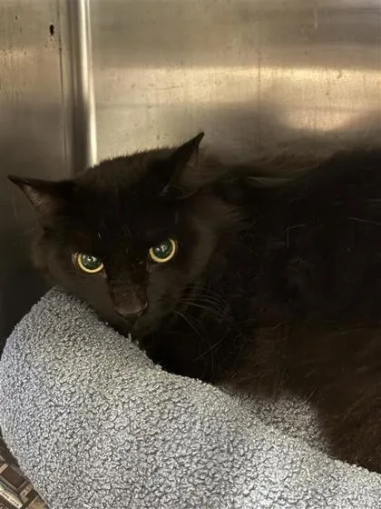 An adult small-sized male Domestic Short Hair cat named Mickey for adoption in Largo, FL
