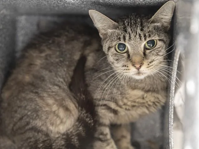 A young medium-sized female Domestic Short Hair cat named Chavela for adoption in Phoenix, AZ