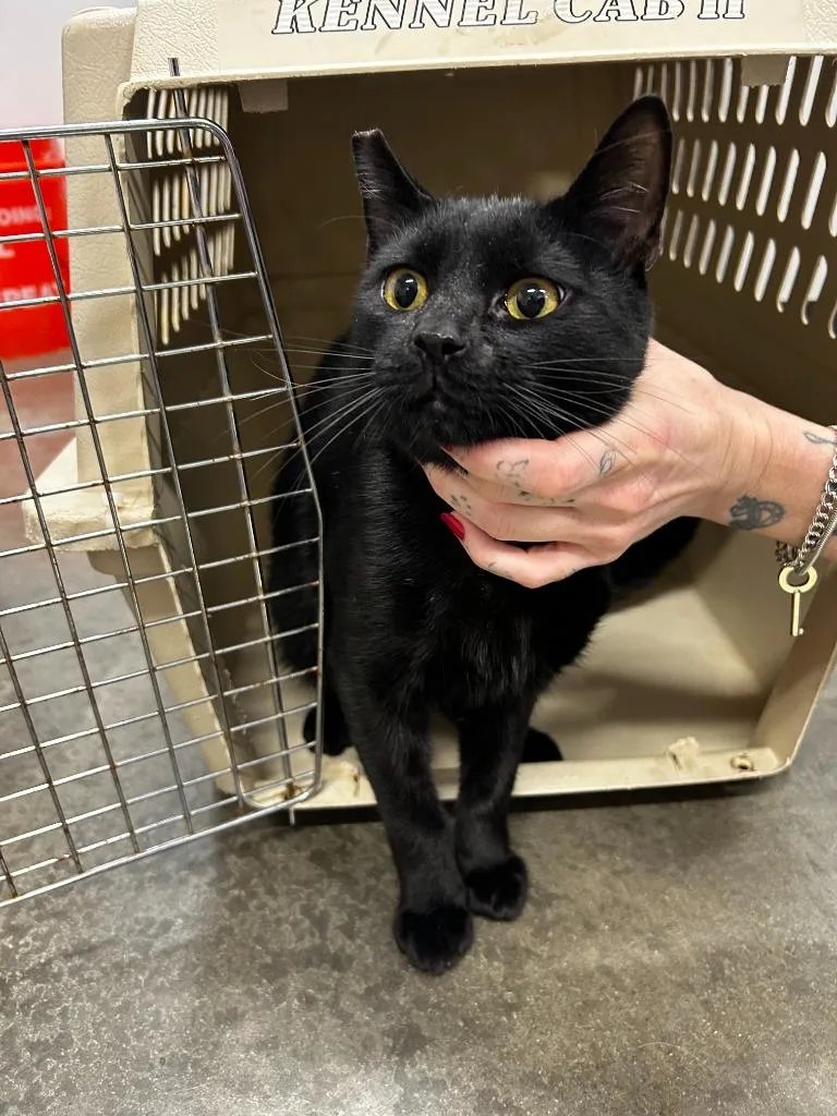 A young small-sized male Domestic Short Hair cat named Bongo for adoption in Thousand Oaks, CA