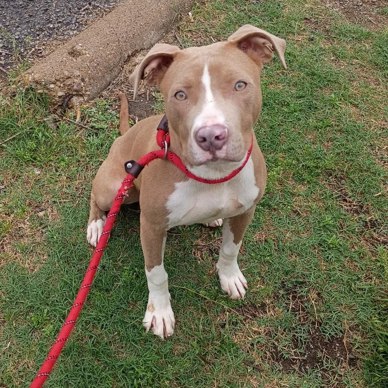 Officer Waltrowski D