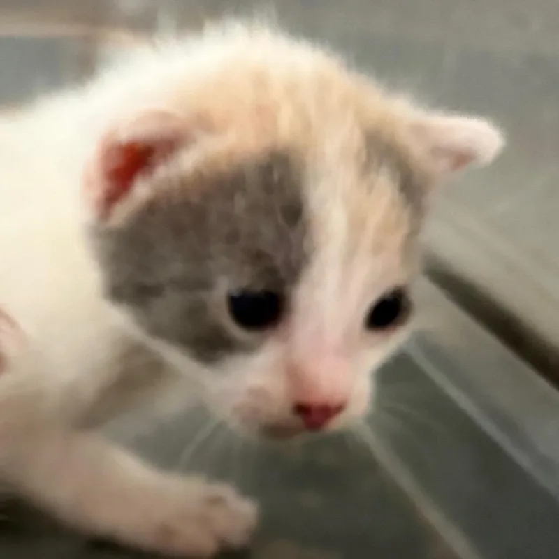 A baby small-sized female Domestic Short Hair cat named Kit & Kaboodle for adoption in Edinburg, TX