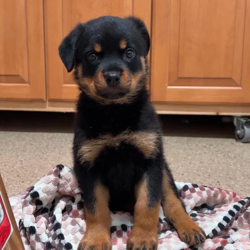 A baby large-sized female Rottweiler dog named Nectarine for adoption in Valparaiso, IN