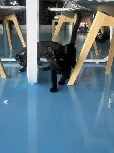 A baby medium-sized male Black Domestic Short Hair cat named Hector Barbosa for adoption in Liverpool, TX