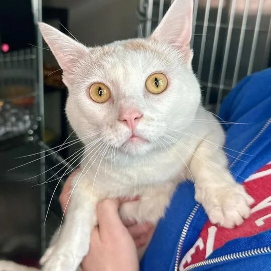 An adult medium-sized male White Domestic Short Hair cat named Kenny for adoption in Matteson, IL
