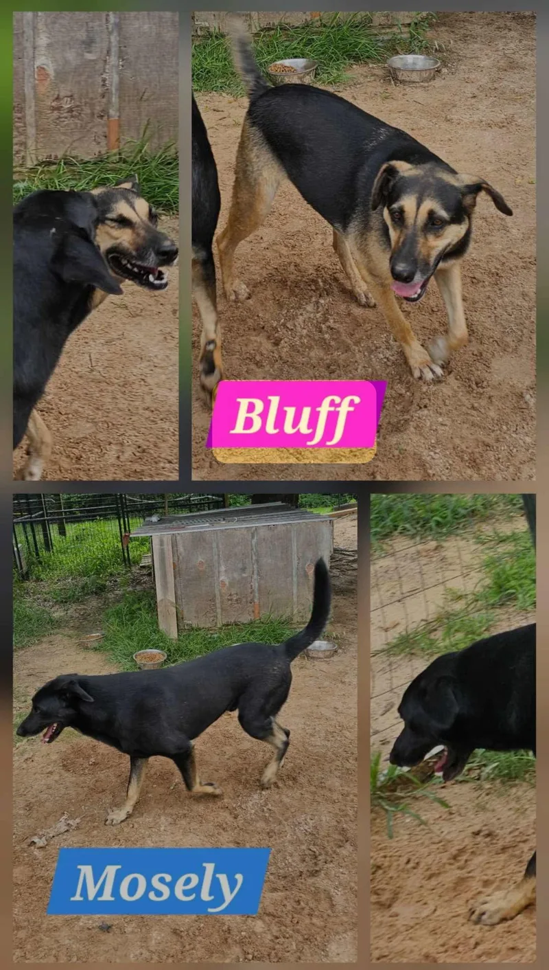 Bluff thumbnail 3