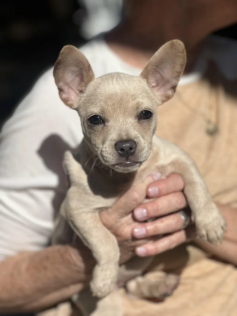 A baby small-sized female Yellow / Tan / Blond / Fawn French Bulldog dog named Pixie for adoption in Encino, CA