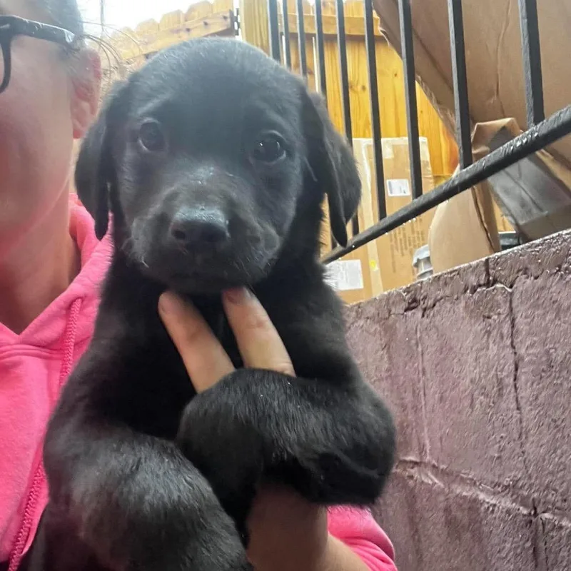 A baby medium-sized male Black Border Collie dog named Garnet for adoption in Pasadena , MD
