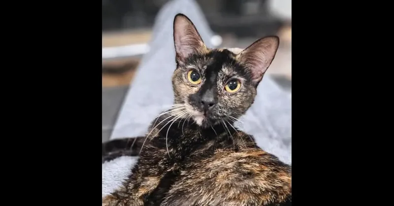 An adult large-sized female Domestic Short Hair cat named Mama Tofu for adoption in Manteca, CA