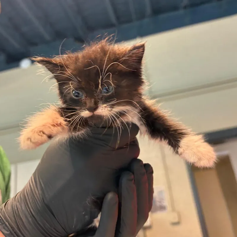 A baby small-sized female Black Domestic Short Hair cat named Justice for adoption in Huntington, WV