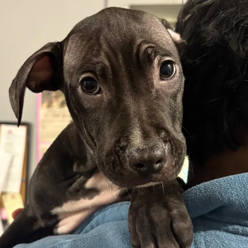A baby medium-sized male Black Mixed Breed dog named Raisin Bran for adoption in Wappingers Falls, NY