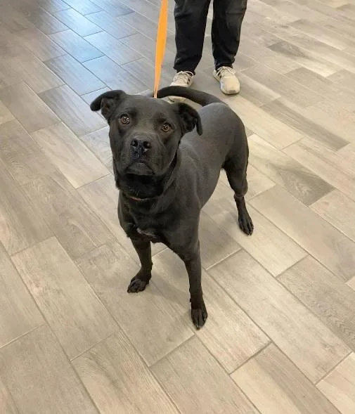 An adult large-sized male Black Labrador Retriever dog named Blue for adoption in Nevada, MO
