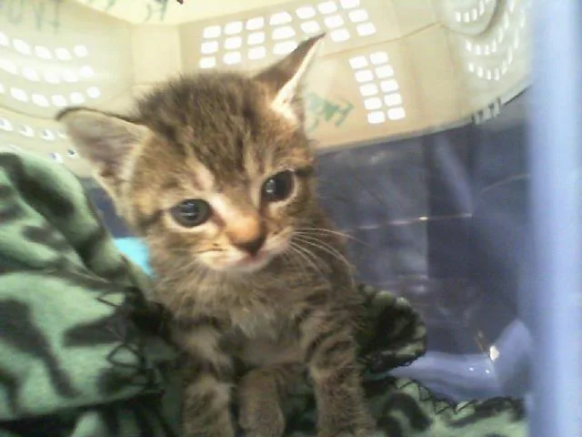 A baby small-sized female Domestic Short Hair cat named Amelia Bedelia for adoption in Charlotte, NC