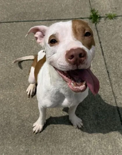 An adult medium-sized female Pit Bull Terrier dog named Nudge for adoption in Westland, MI