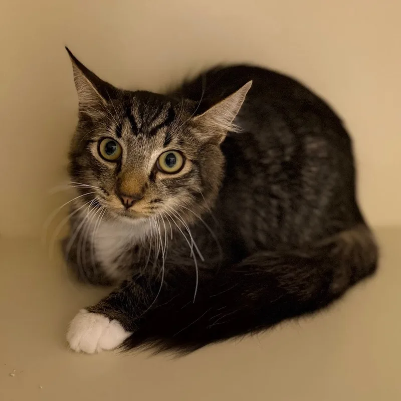 A baby small-sized male Domestic Medium Hair cat named Sae for adoption in El Paso, TX