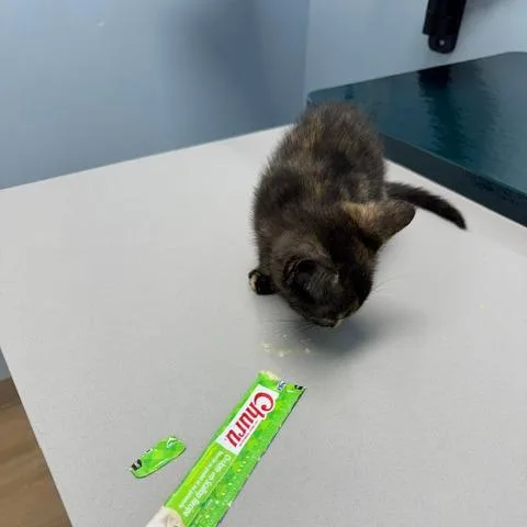 A baby small-sized female Black Domestic Short Hair cat named Julie for adoption in League City, TX