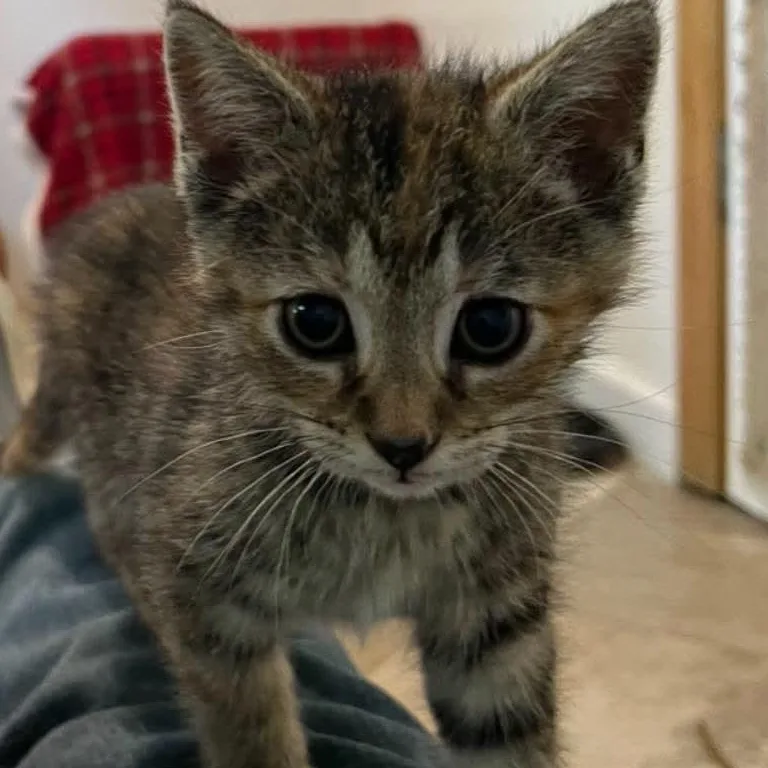 A baby medium-sized female Domestic Short Hair cat named Ginger for adoption in Saint Marys, WV