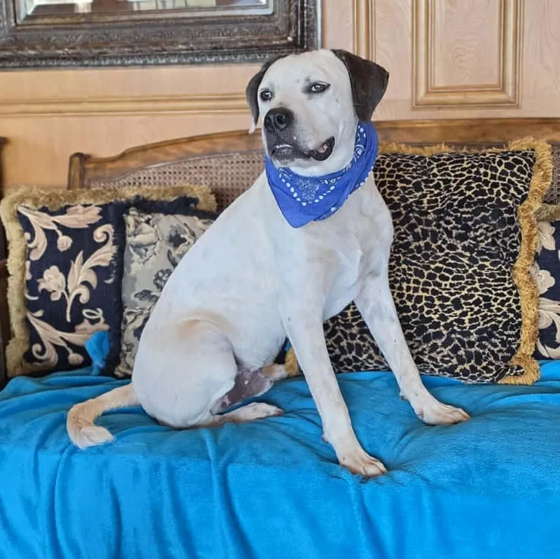 Duke