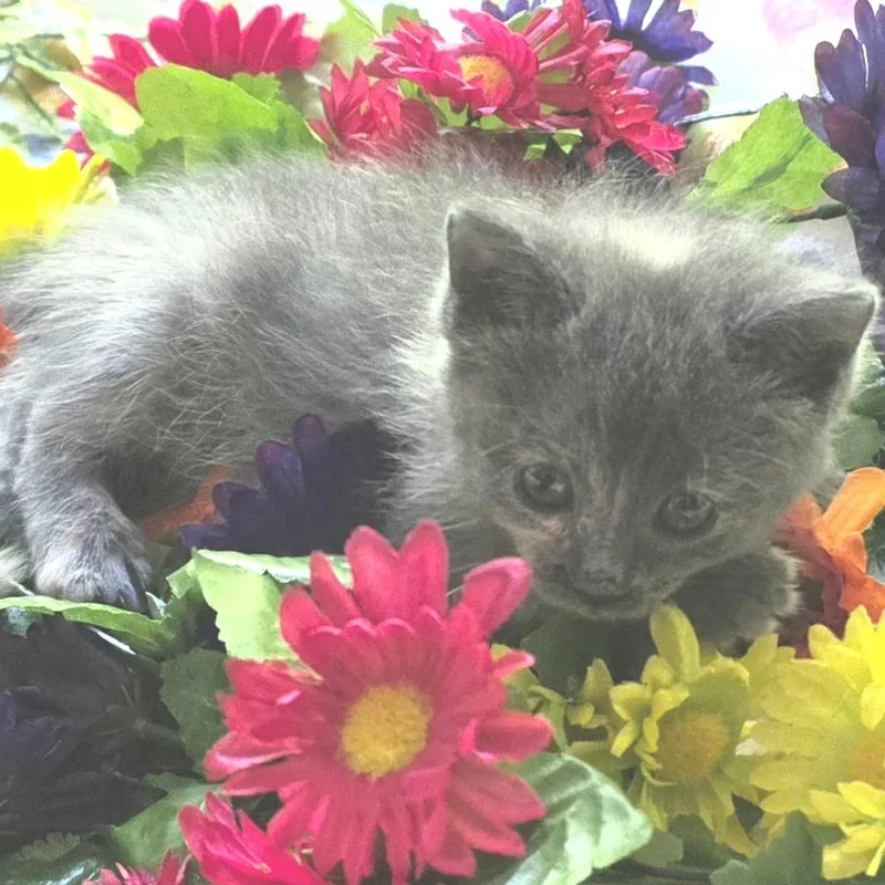 A baby small-sized female Domestic Short Hair cat named Gigi for adoption in Cumming, GA