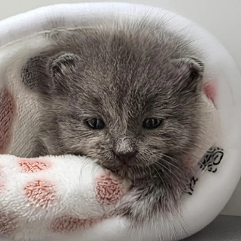 Gigi thumbnail 2