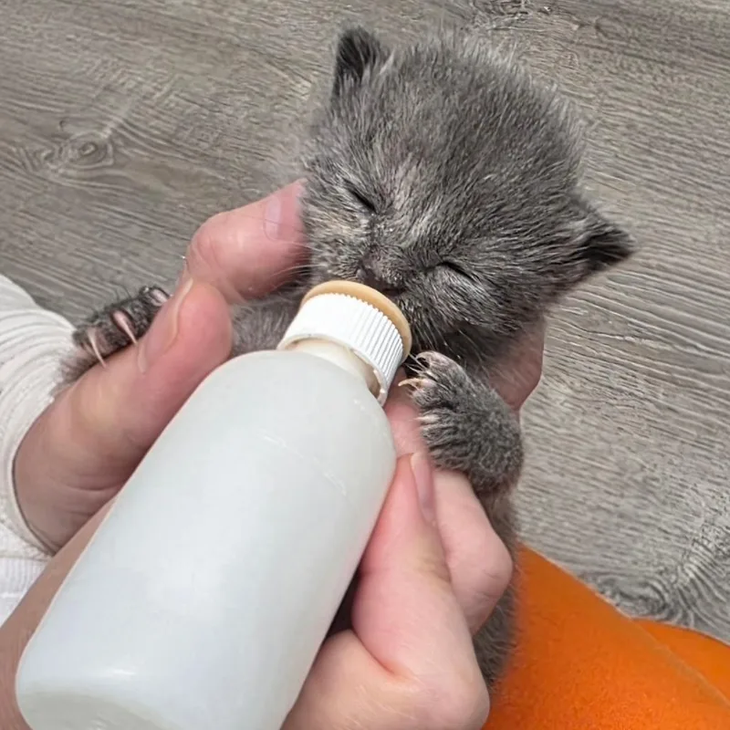 Gigi thumbnail 3