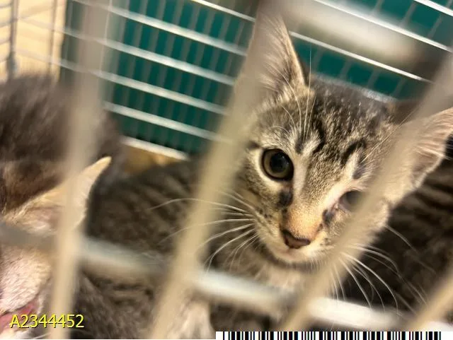 A baby small-sized male Domestic Short Hair cat named Flyer for adoption in West Palm Beach, FL