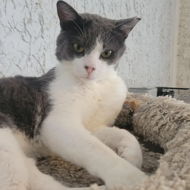 An adult large-sized male Domestic Short Hair cat named Henderson for adoption in Portage, MI