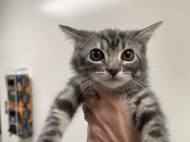A baby small-sized female Domestic Short Hair cat named Ziggy for adoption in Auburn, CA