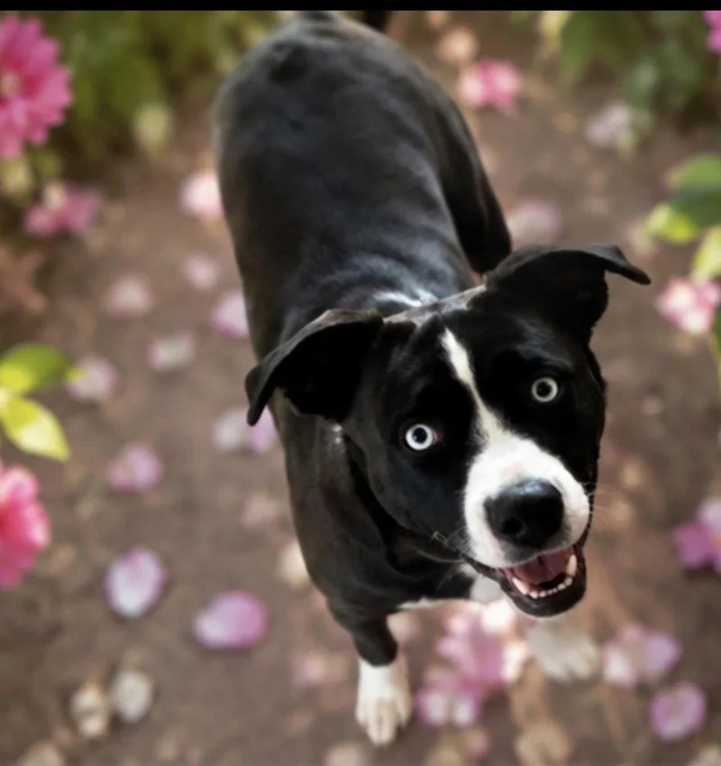 An adult large-sized female American Staffordshire Terrier dog named Diamond for adoption in Euless, TX