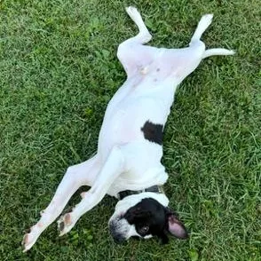 Charlie  Gentleman Of thumbnail 2