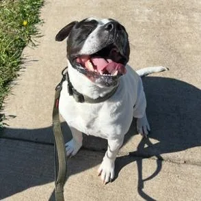 Charlie  Gentleman Of thumbnail 3