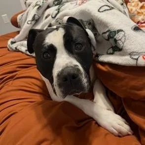 Charlie  Gentleman Of thumbnail 4