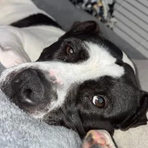 Charlie  Gentleman Of thumbnail 5