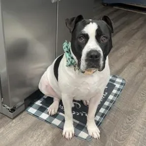 Charlie  Gentleman Of