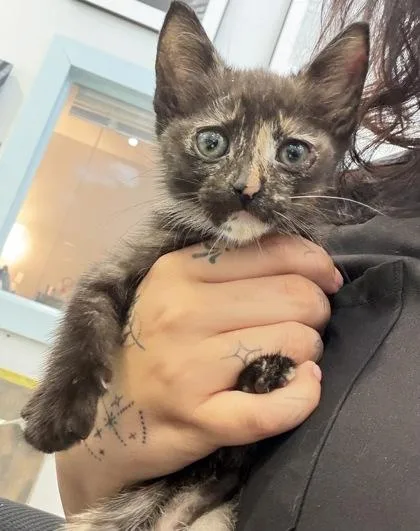 A baby small-sized female Domestic Short Hair cat named Lone Ranger for adoption in Daytona Beach, FL