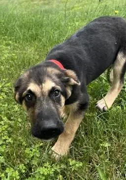 A baby large-sized male Anatolian Shepherd dog named Garth for adoption in Stevensville, MI