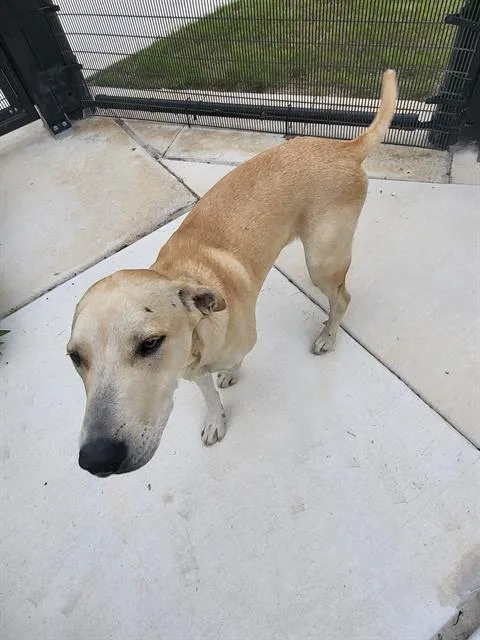 A young large-sized male Labrador Retriever dog named Moose for adoption in San Antonio, TX