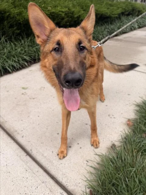 Blitzen