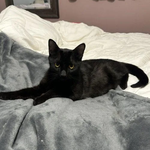 An adult small-sized female Black Domestic Short Hair cat named Lily for adoption in Kenosha, WI