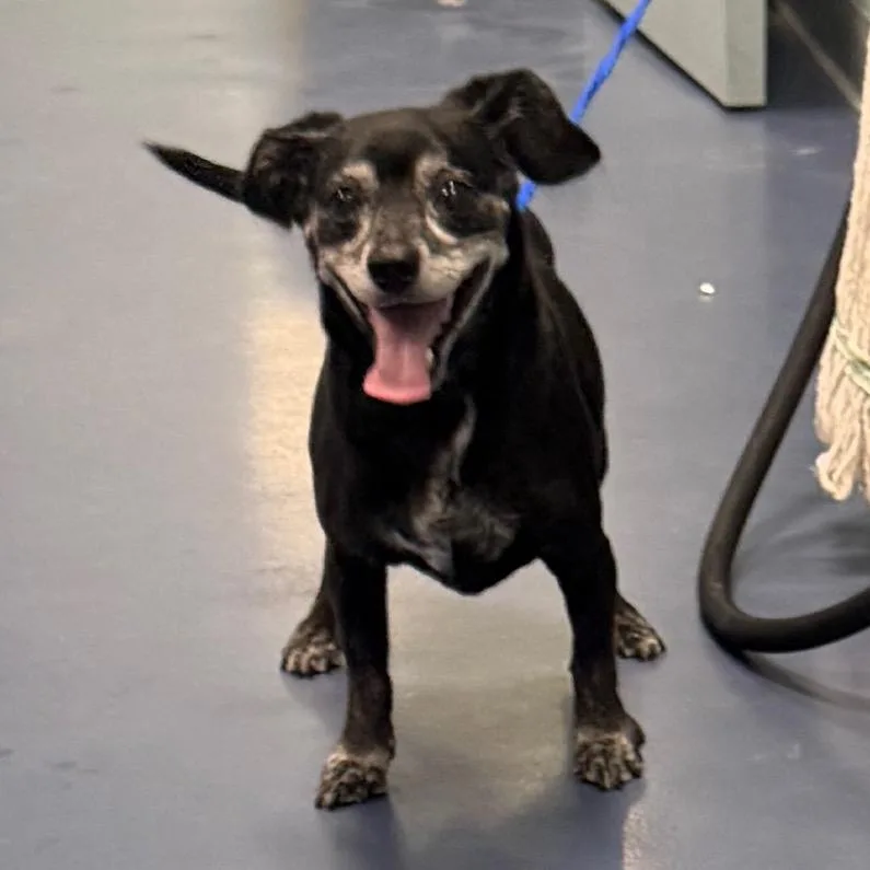A senior small-sized male Black Chihuahua dog named Edwin for adoption in Greensboro, NC