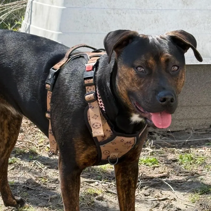 Xena