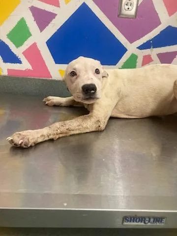 A baby small-sized female Pit Bull Terrier dog named Luna for adoption in Baytown, TX