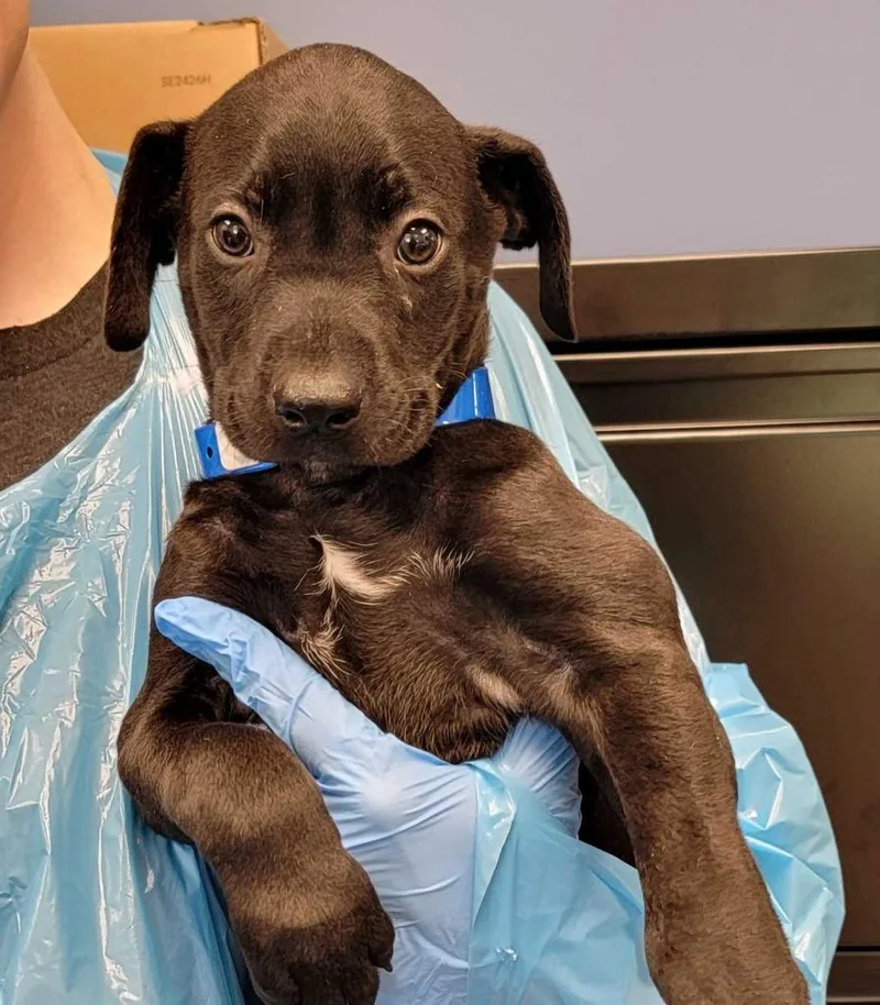 A baby medium-sized male Mixed Breed dog named Mother's Day for adoption in Chillicothe, OH