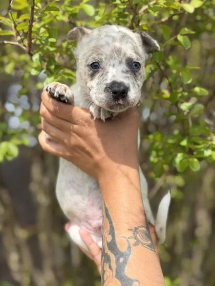 A baby medium-sized male Australian Shepherd dog named Walter for adoption in Morton Grove, IL