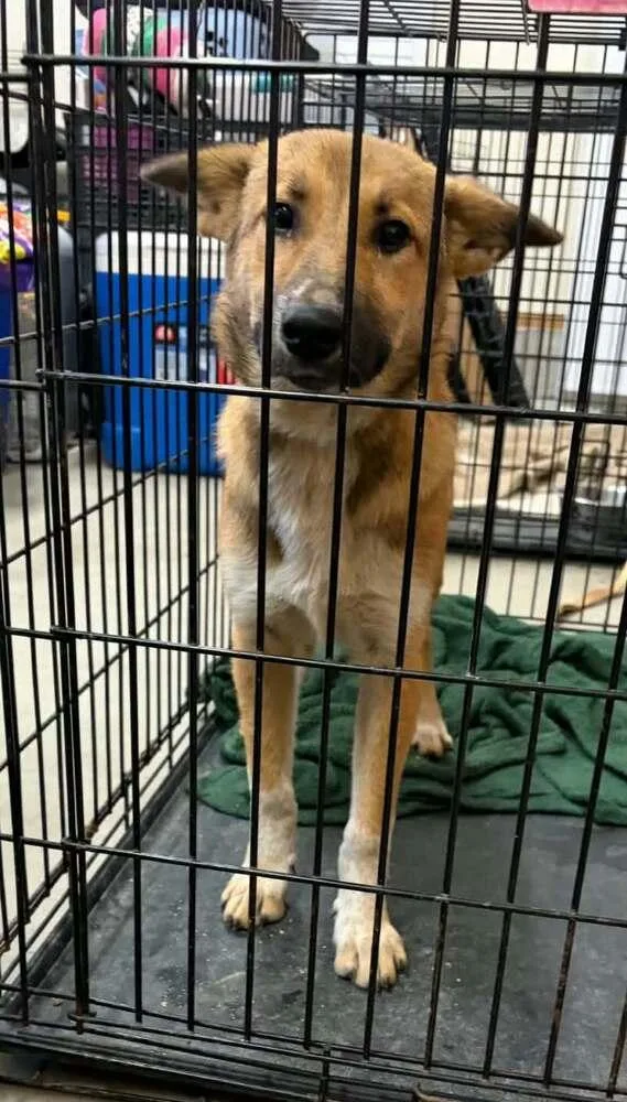 A young medium-sized female German Shepherd Dog dog named Zoinks Crew : Velma for adoption in Aurora, IN