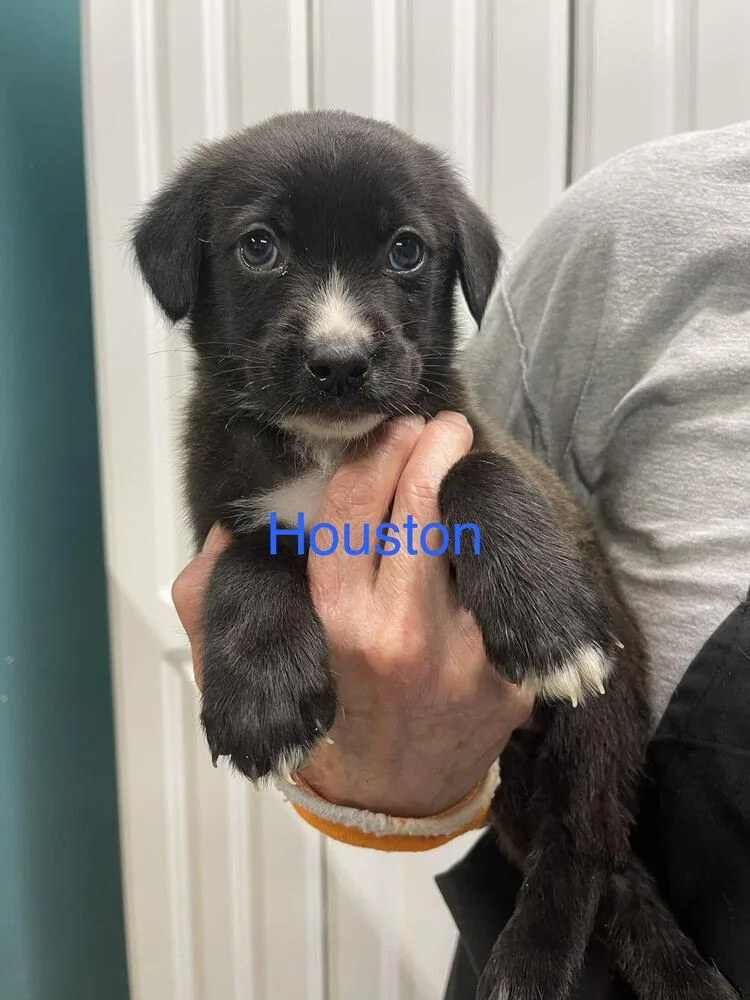 Houston