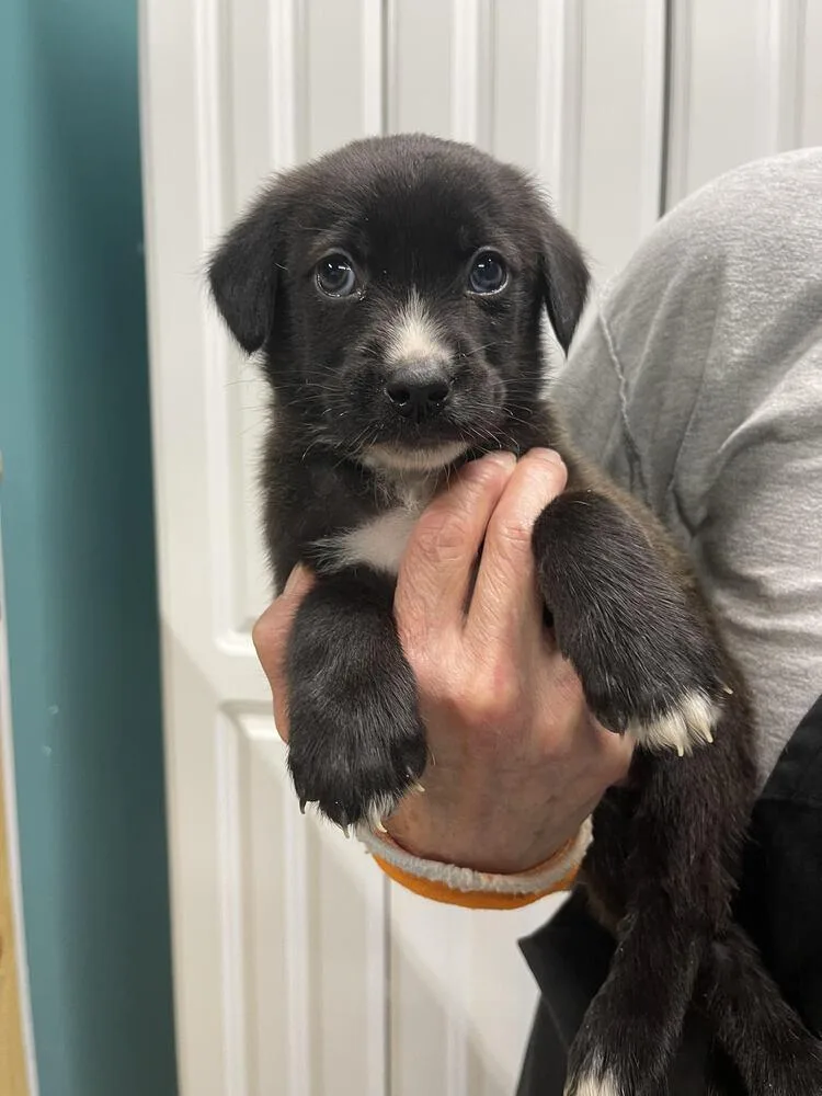 Houston thumbnail 2