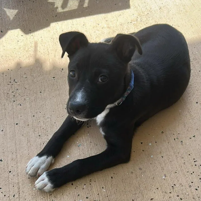 A young medium-sized female Black Australian Shepherd dog named Luna for adoption in Myrtle Beach, SC