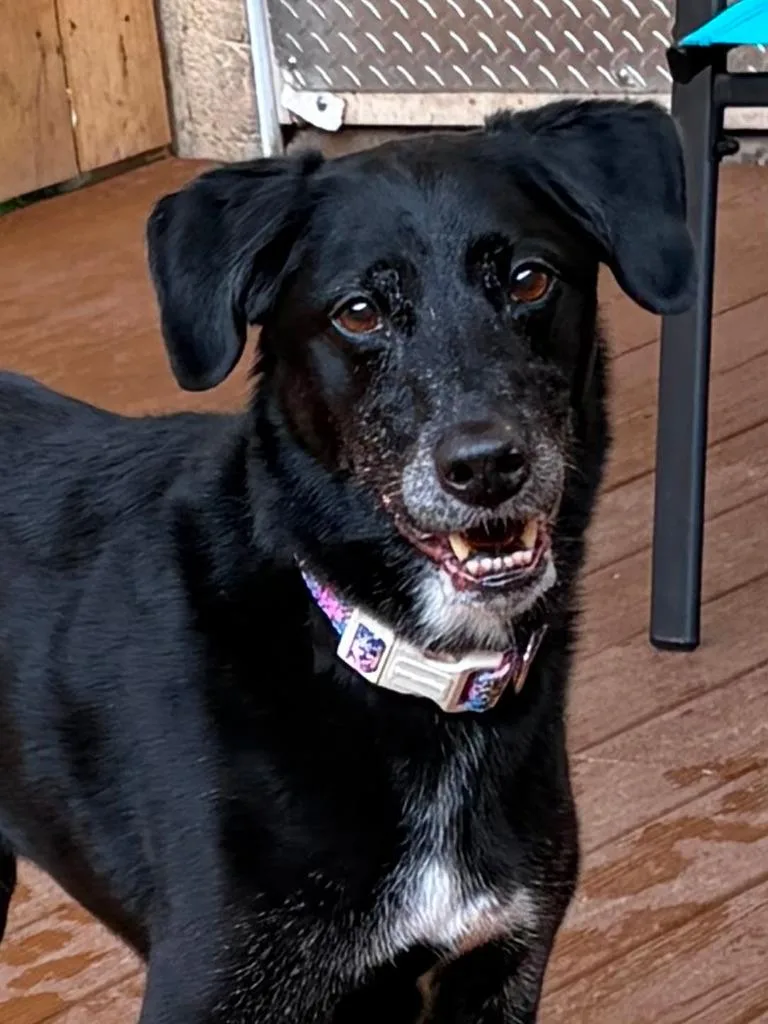 Bellatrix