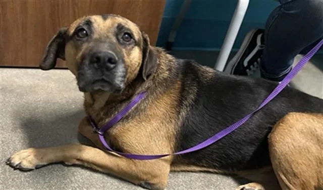 An adult medium-sized male Labrador Retriever dog named Roscoe for adoption in Houston, TX