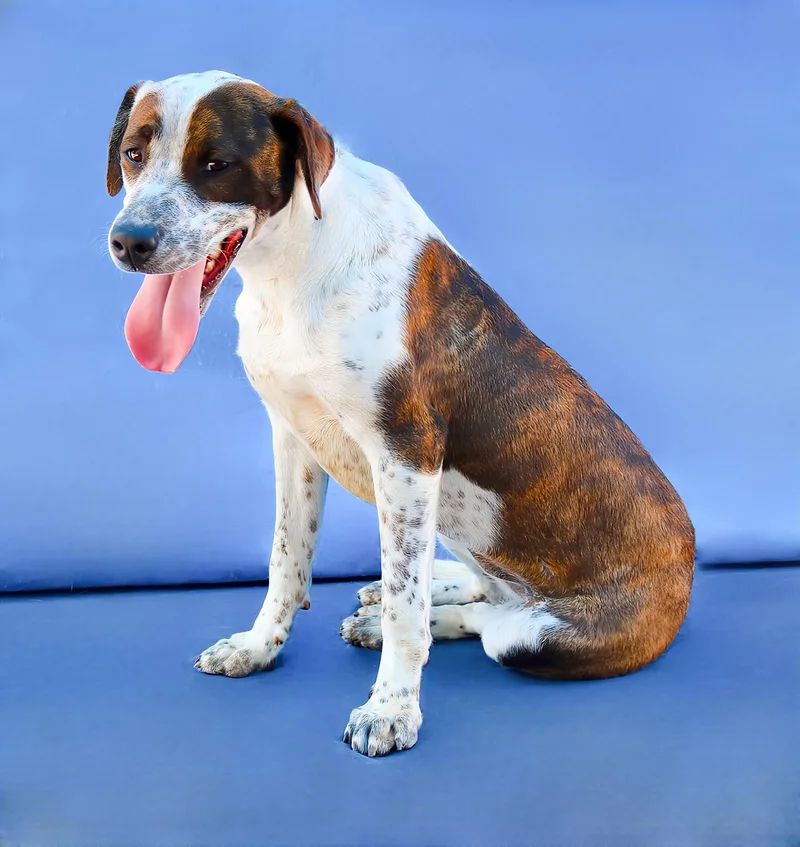 A young medium-sized female Pointer dog named Sandy for adoption in Pasadena, CA